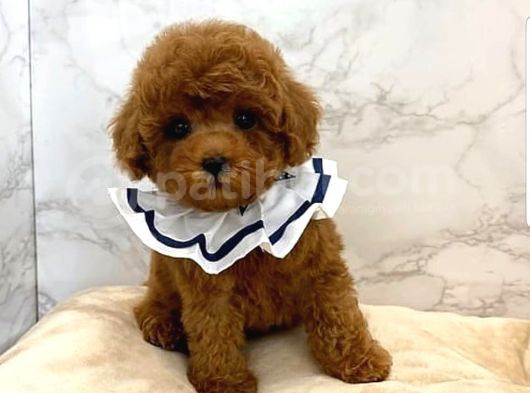 En İyi̇si̇nden Erkek Di̇şi̇ Poodle Bebekler görsel