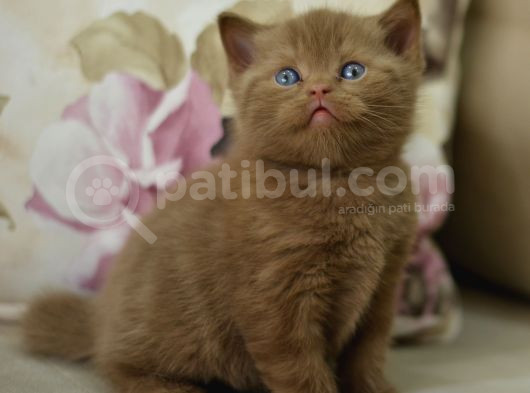 Nadi̇r Bulunan British Chocolate Ve Beyaz Yavrularimiz