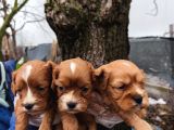 Harika anatomi Cavapoo yavrular