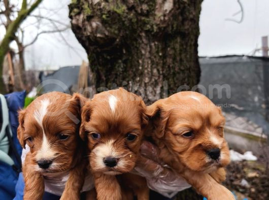 Harika Anatomi Cavapoo Yavrular