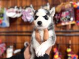 Herkesin Hayali Husky Bebekler