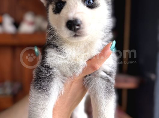 Herkesin Hayali Husky Bebekler görsel