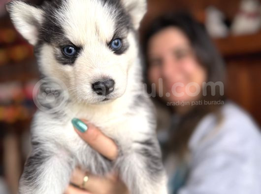 Herkesin Hayali Husky Bebekler