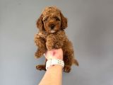 Red Poodle Bebeğimiz A Kalitw
