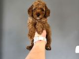 Red Poodle Bebeğimiz A Kalitw