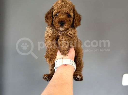 Red Poodle Bebeğimiz A Kalitw görsel