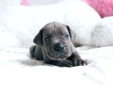 Minik Cane corso yavrularımız
