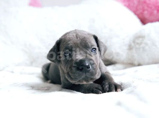 Minik Cane Corso Yavrularımız