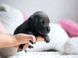 Minik Cane Corso Yavrularımız
