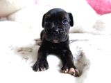 Minik Cane Corso Yavrularımız