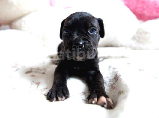 Minik Cane Corso Yavrularımız görsel