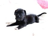 Minik Cane Corso Yavrularımız