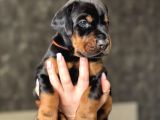 Minik doberman yavrularımız
