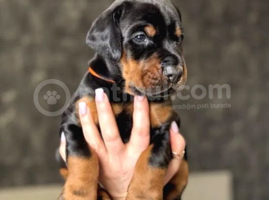 Minik Doberman Yavrularımız