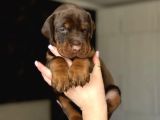 Minik Doberman Yavrularımız