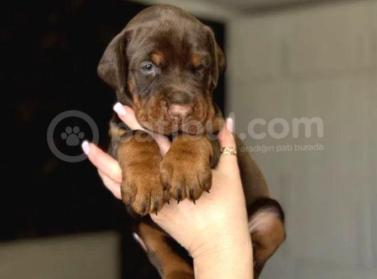 Minik Doberman Yavrularımız görsel