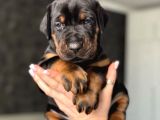 Minik Doberman Yavrularımız