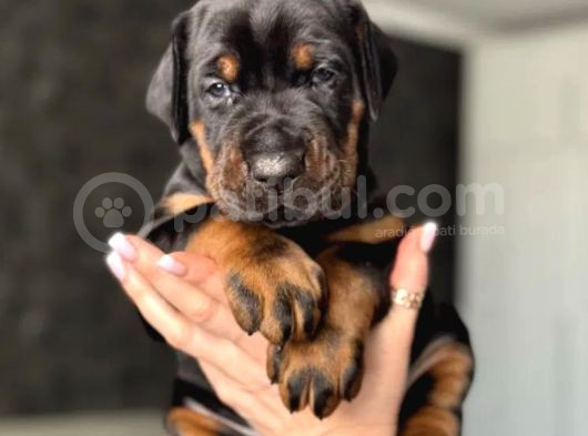 Minik Doberman Yavrularımız görsel