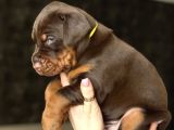 Minik Doberman Yavrularımız