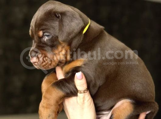 Minik Doberman Yavrularımız görsel