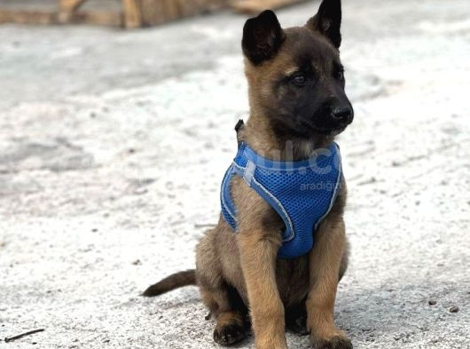 Irkinin En İyi̇leri̇nden Mali̇noi̇s görsel