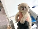 Scottish fold  British Shorthair Yavrularımız