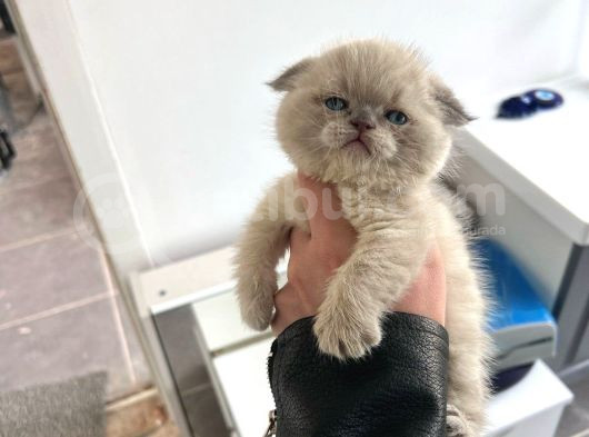 Scottish Fold  British Shorthair Yavrularımız