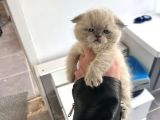 Scottish Fold  British Shorthair Yavrularımız