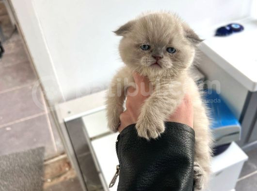 Scottish Fold  British Shorthair Yavrularımız görsel