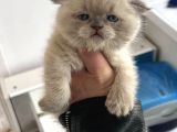 Scottish Fold  British Shorthair Yavrularımız