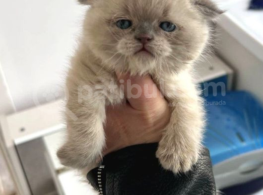 Scottish Fold  British Shorthair Yavrularımız görsel