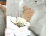 SCOTSH BRİTSH KARDEŞLER TESLİME HAZIR