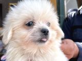 Kar Beyazı Tüyleriyle Sevimliliğin Simgesi Maltese Terrier