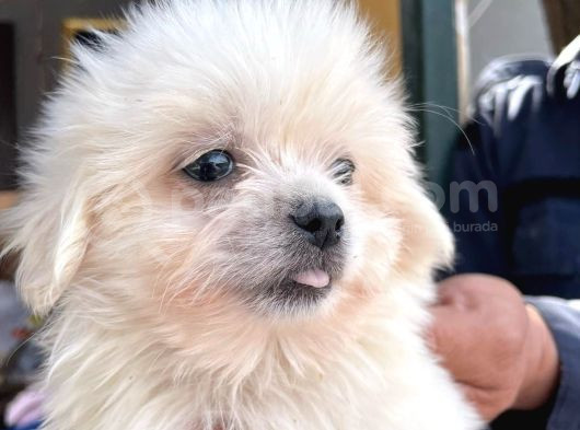 Kar Beyazı Tüyleriyle Sevimliliğin Simgesi Maltese Terrier görsel