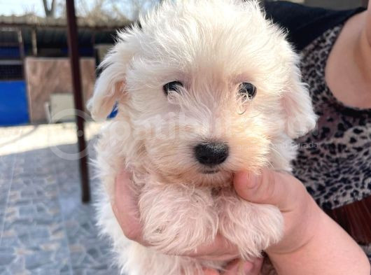 Kar Beyazı Tüyleriyle Sevimliliğin Simgesi Maltese Terrier görsel