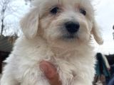 Kar Beyazı Tüyleriyle Sevimliliğin Simgesi Maltese Terrier
