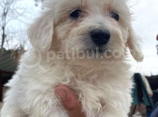 Kar Beyazı Tüyleriyle Sevimliliğin Simgesi Maltese Terrier görsel