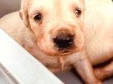 Golden Retriever yavrularımız büyüdü