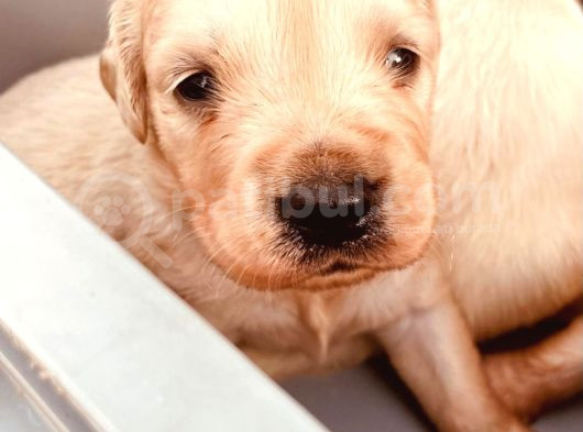 Golden Retriever Yavrularımız Büyüdü