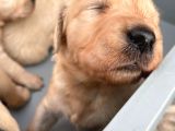 Golden Retriever Yavrularımız Büyüdü