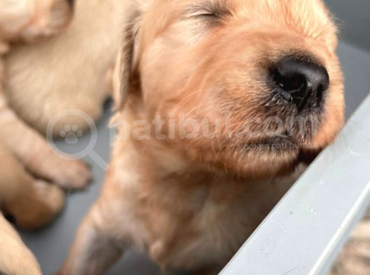 Golden Retriever Yavrularımız Büyüdü görsel