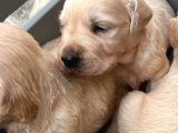 Golden Retriever Yavrularımız Büyüdü