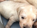 Golden Retriever Yavrularımız Büyüdü