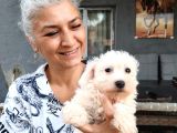 Kar Beyazı Tüyleriyle Sevimliliğin Simgesi Maltese Terrier
