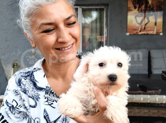 Kar Beyazı Tüyleriyle Sevimliliğin Simgesi Maltese Terrier