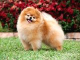 Ayı Suratlı Pomerri̇an Boo Yavrumuz