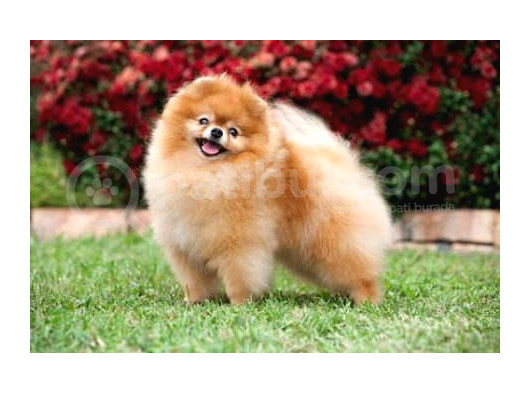 Ayı Suratlı Pomerri̇an Boo Yavrumuz görsel