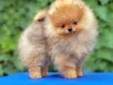 Ayı suratlı POMERRİAN BOO YAVRUMUZ