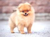 Ayı suratlı POMERRİAN BOO YAVRUMUZ