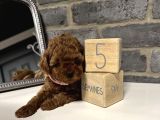 Deni̇zli̇ Merkez Tesli̇me Hazir Poodle Bebekler